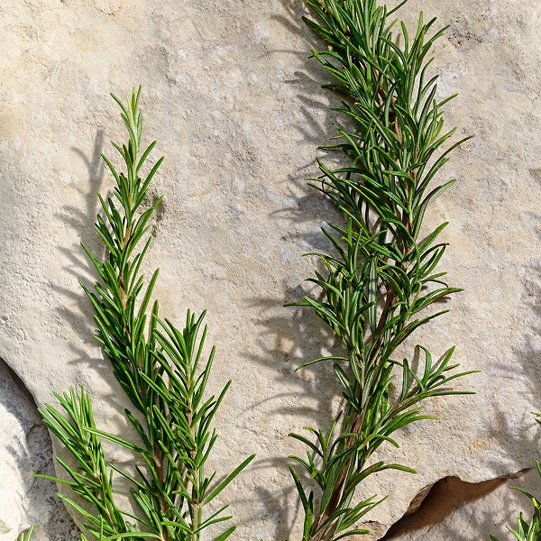 Lifestyle shot of rosemary stems
